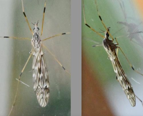 Tipula confusa
